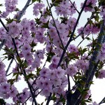 sakura0021-1