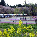 sakura0024-1