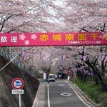 sakura0056