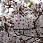 sakura0057
