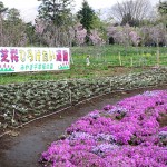 shibasakura0065