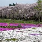 sibasakura0058