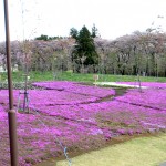sibasakura0066