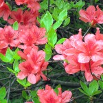 tutuzi0083