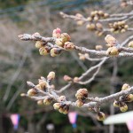 sakura331-03