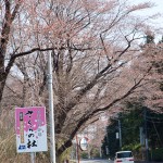 sakura43-31
