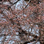 sakura43-41