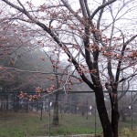 sakura45-3
