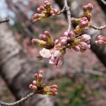 sakura46-11