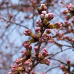 sakura46-31