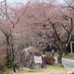 sakura46-41